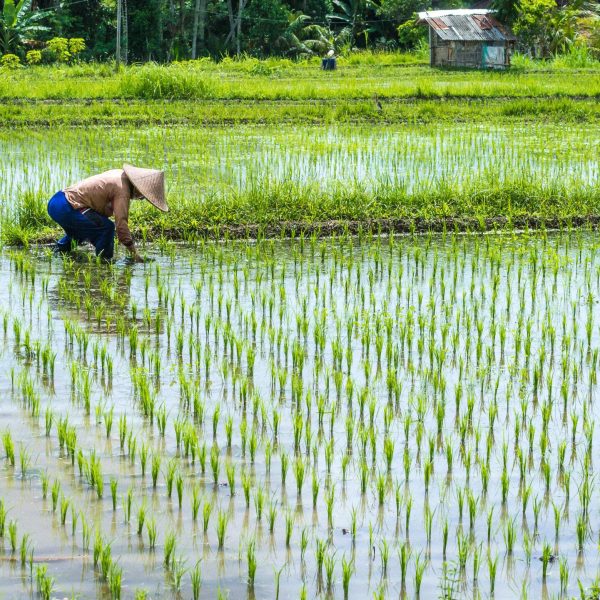 Farmer transplant rice in a field, Bali - Indonesia